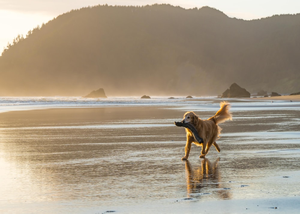 brown dog walk on seashore