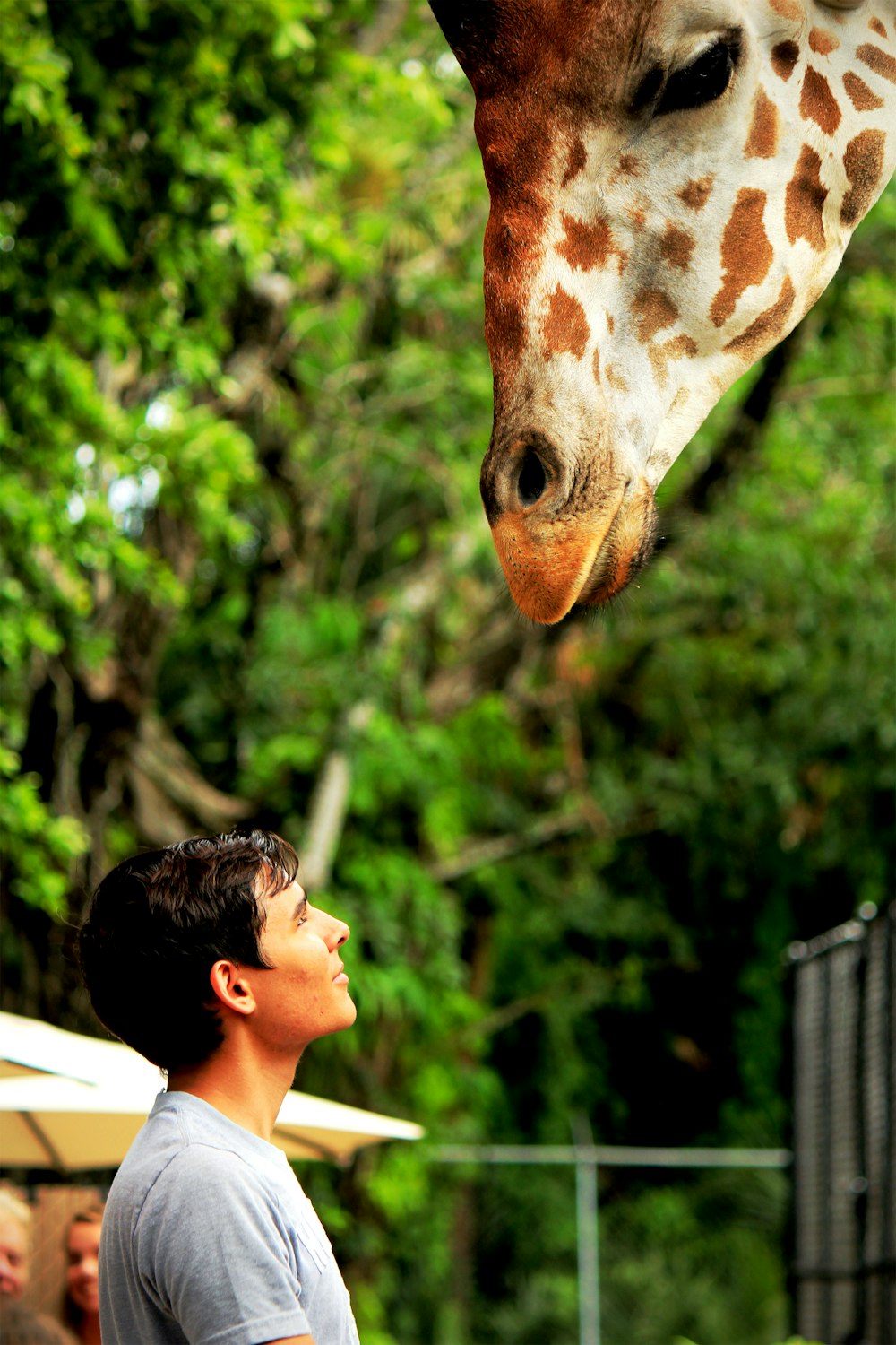 homme regardant la girafe