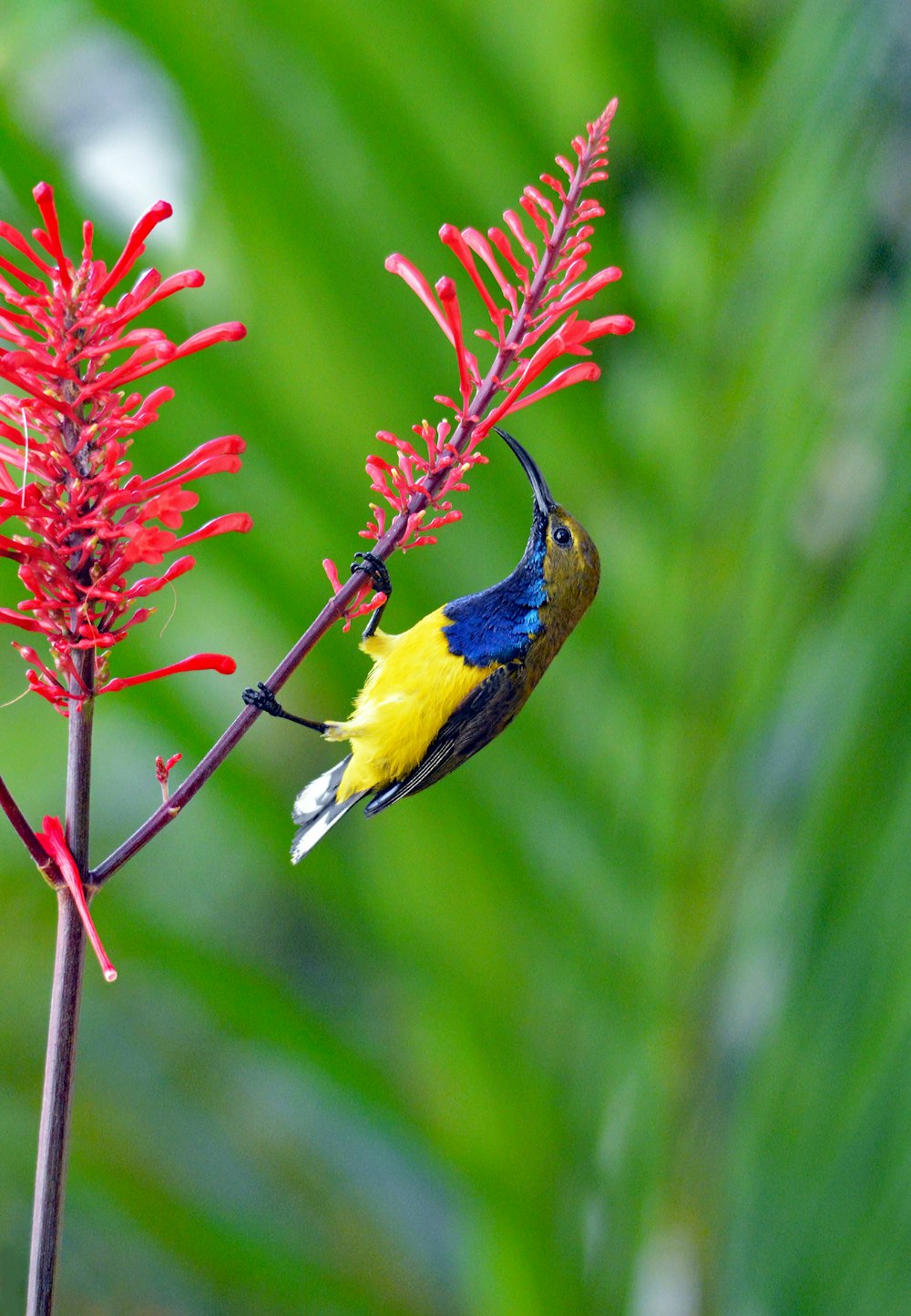 Fotografía macro de pájaro de pico largo marrón, azul y amarillo en flor de pétalos rojos