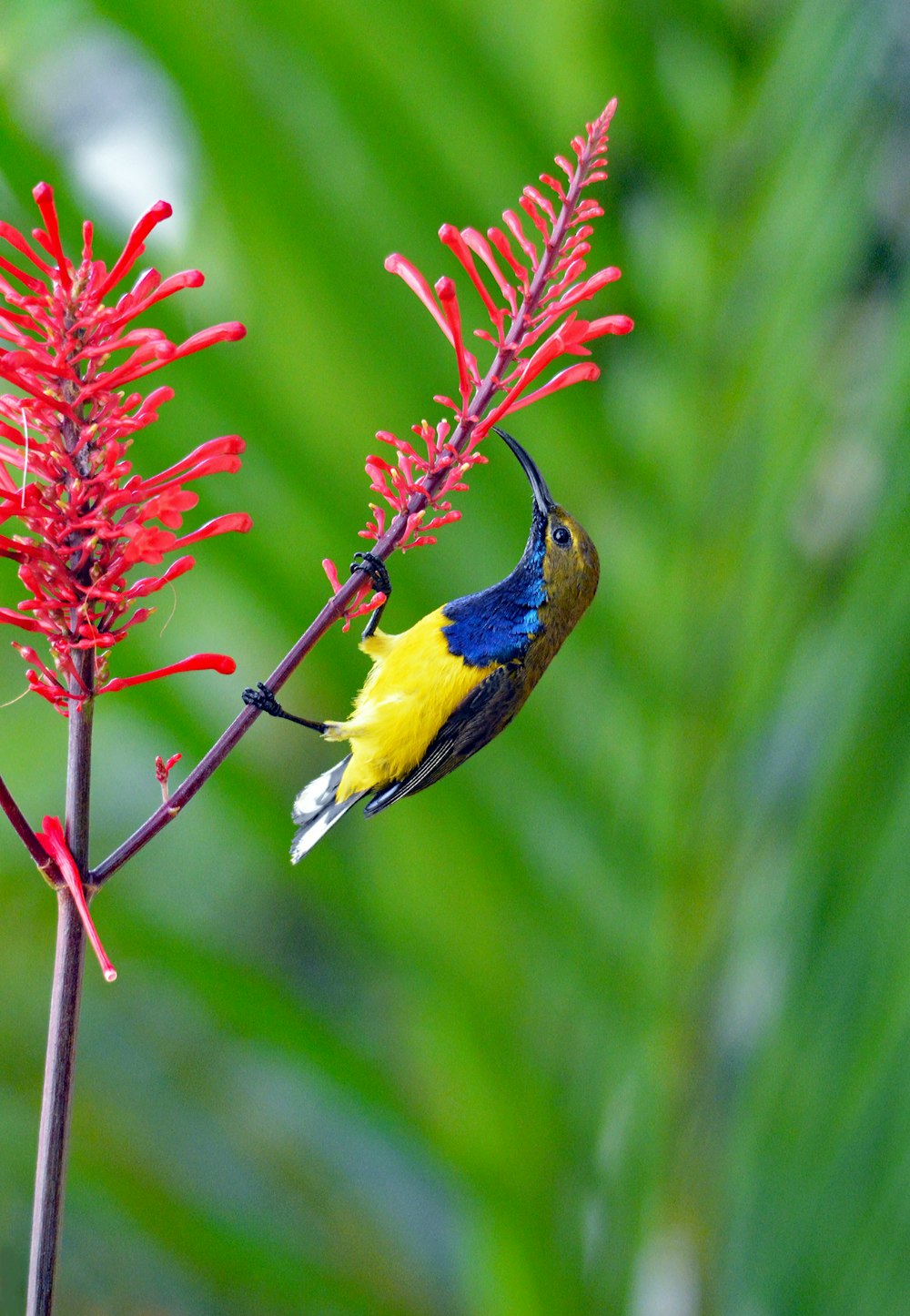 Macrophotographie d’oiseau à long bec brun, bleu et jaune sur fleur à pétales rouges