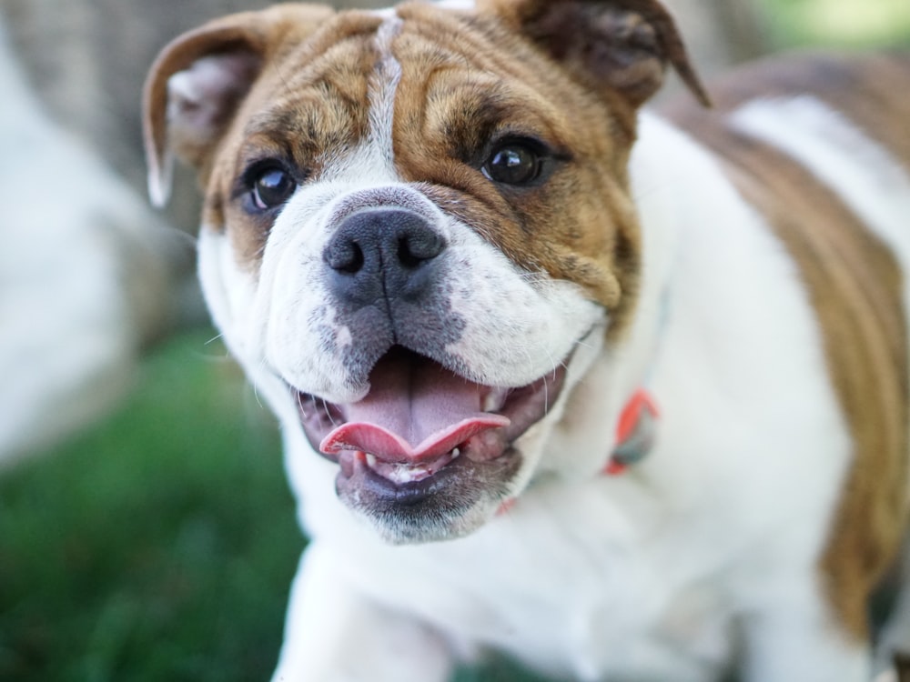 cane marrone e bianco a pelo corto