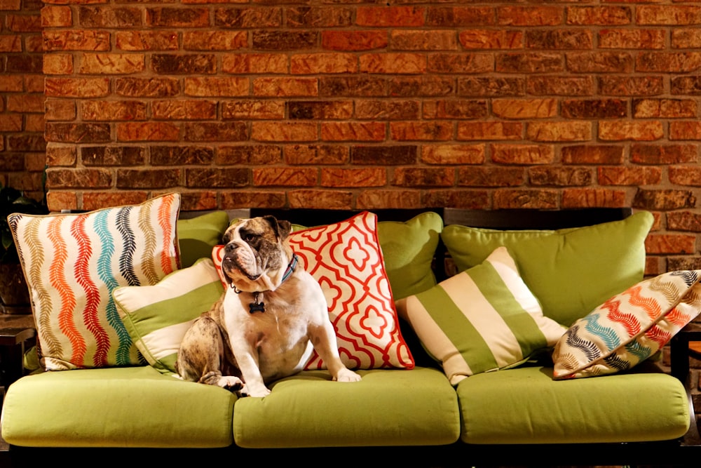 Perro adulto en sofá verde de 3 plazas
