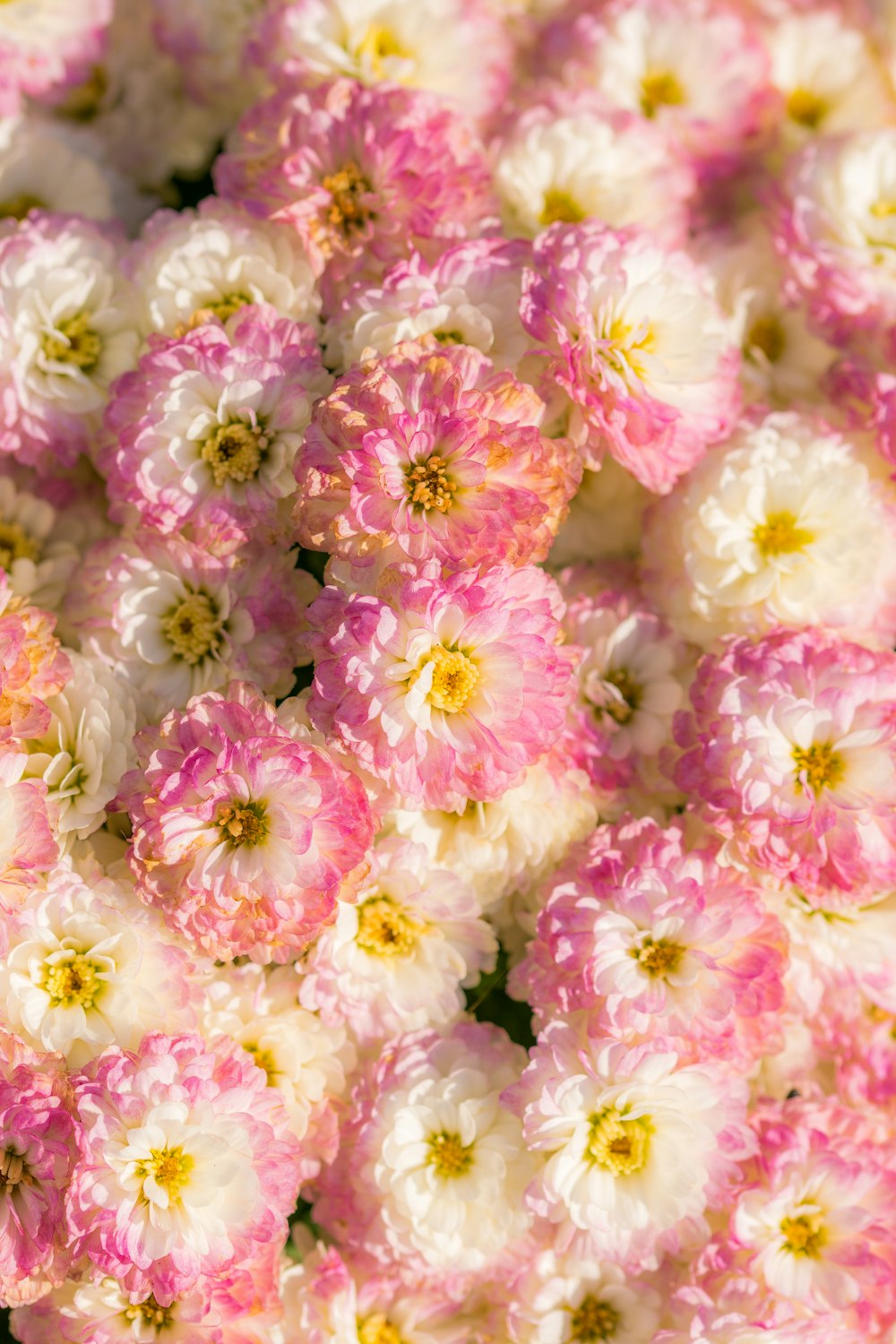 white-and-pink petaled flower lot