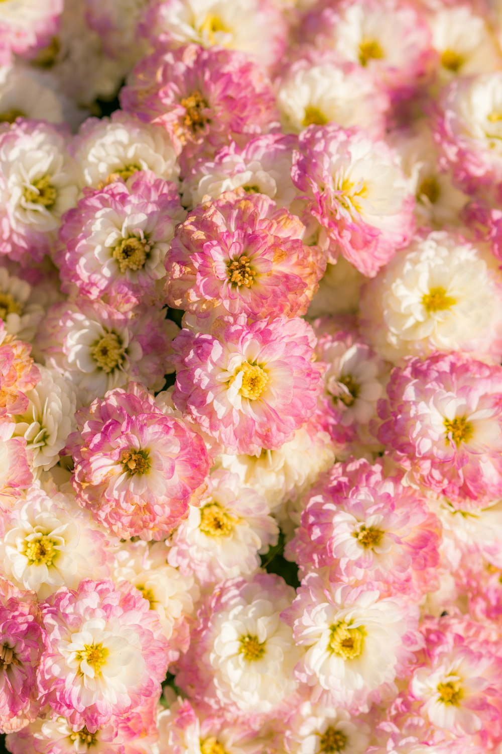 lote de flores de pétalos blancos y rosas