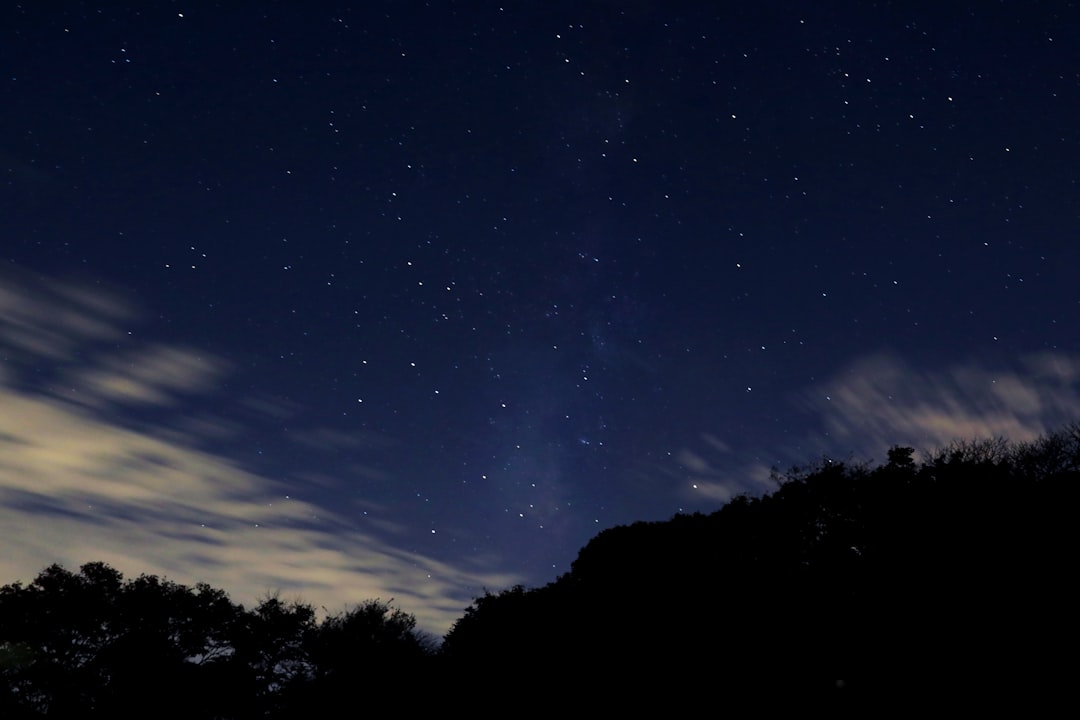 silhouette of trees