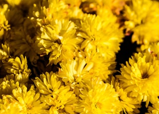 bunch of yellow chrysanthemum flowers