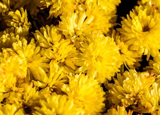 bunch of yellow chrysanthemum flowers