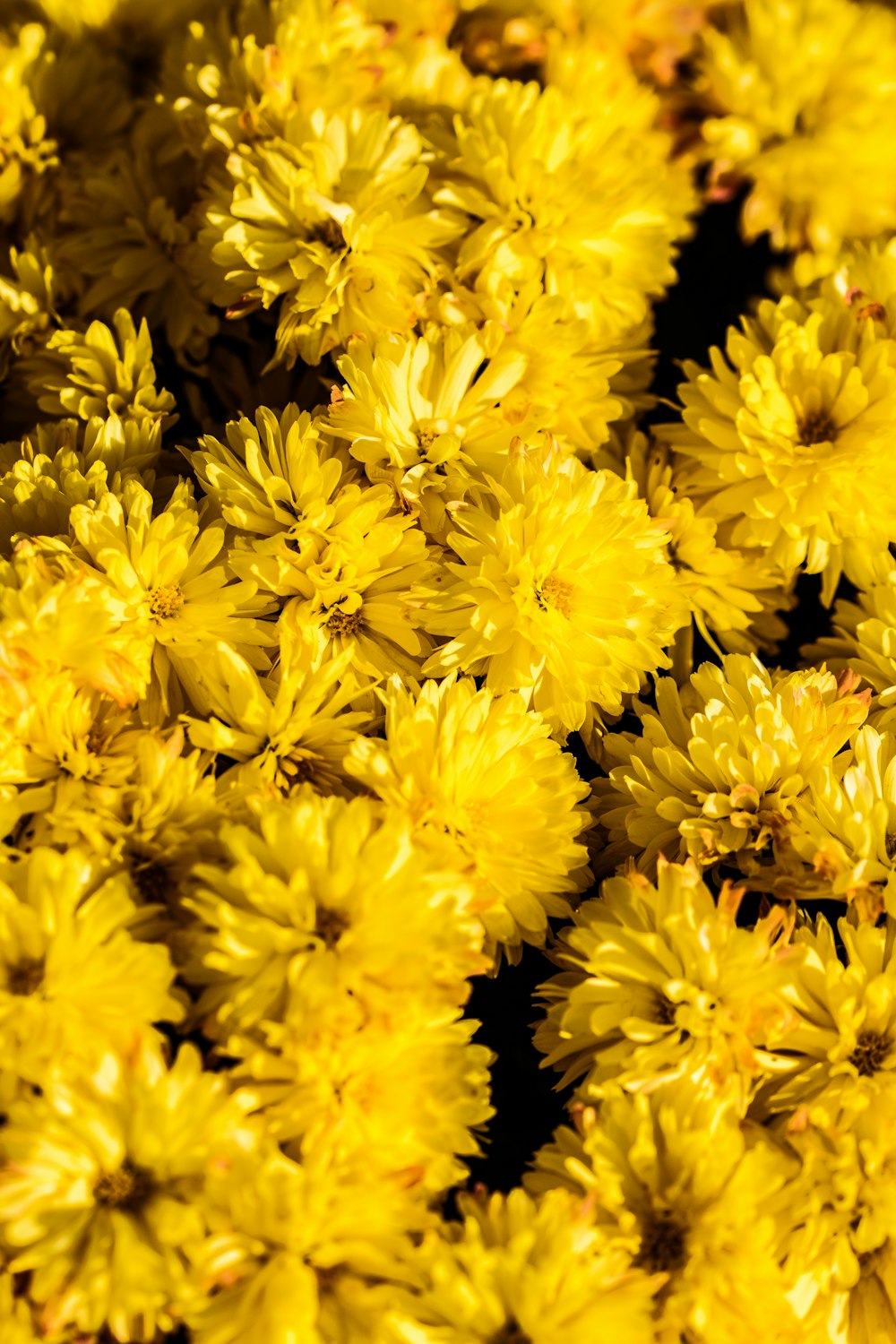 bunch of yellow chrysanthemum flowers