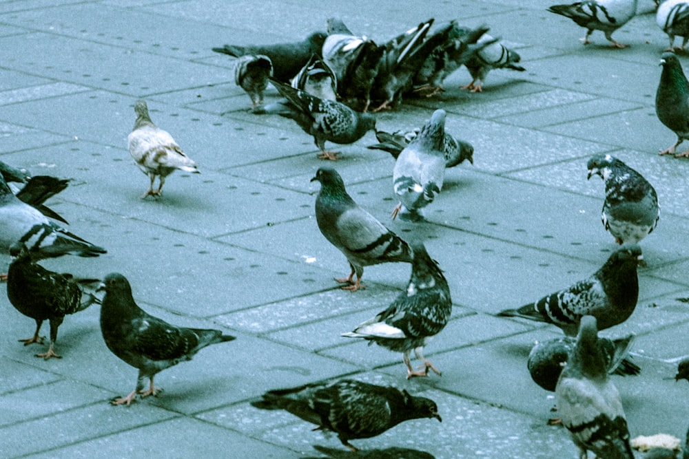 Troupeau de pigeons