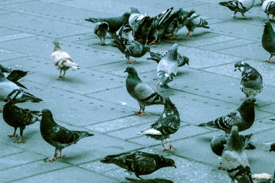flock of pigeons in Theater District United States