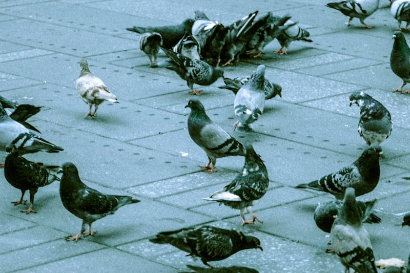 Control de aves en edificios