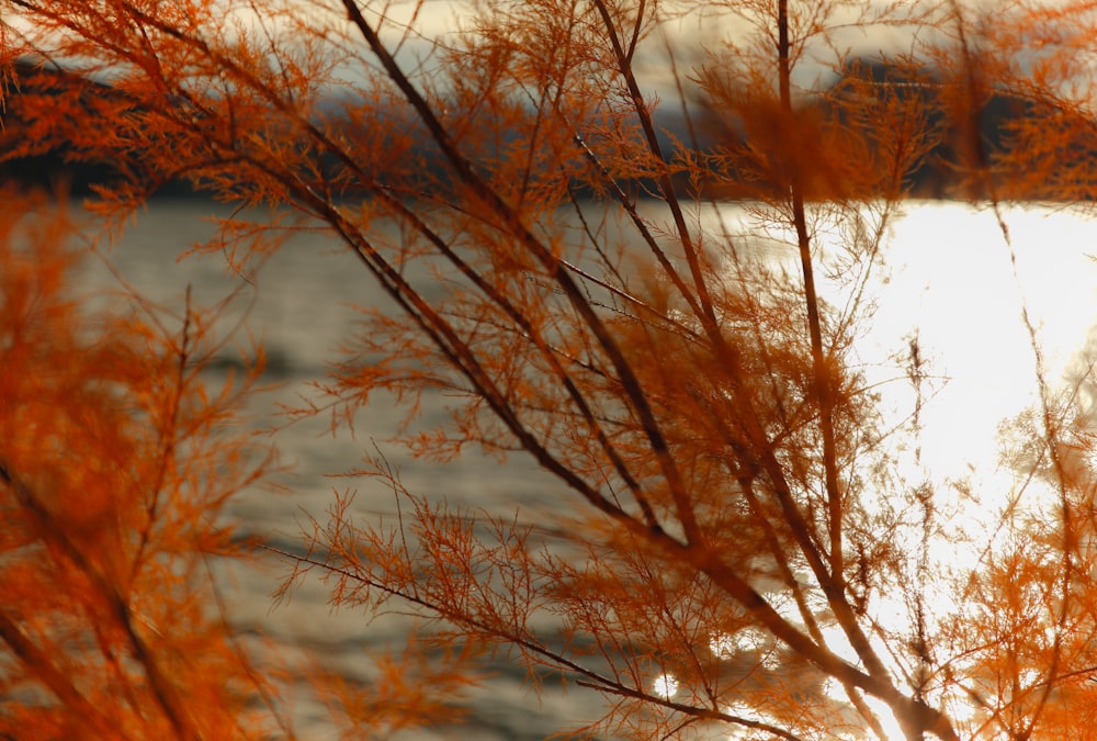 물줄기 옆에 있는 주황색 잎이 든 나무