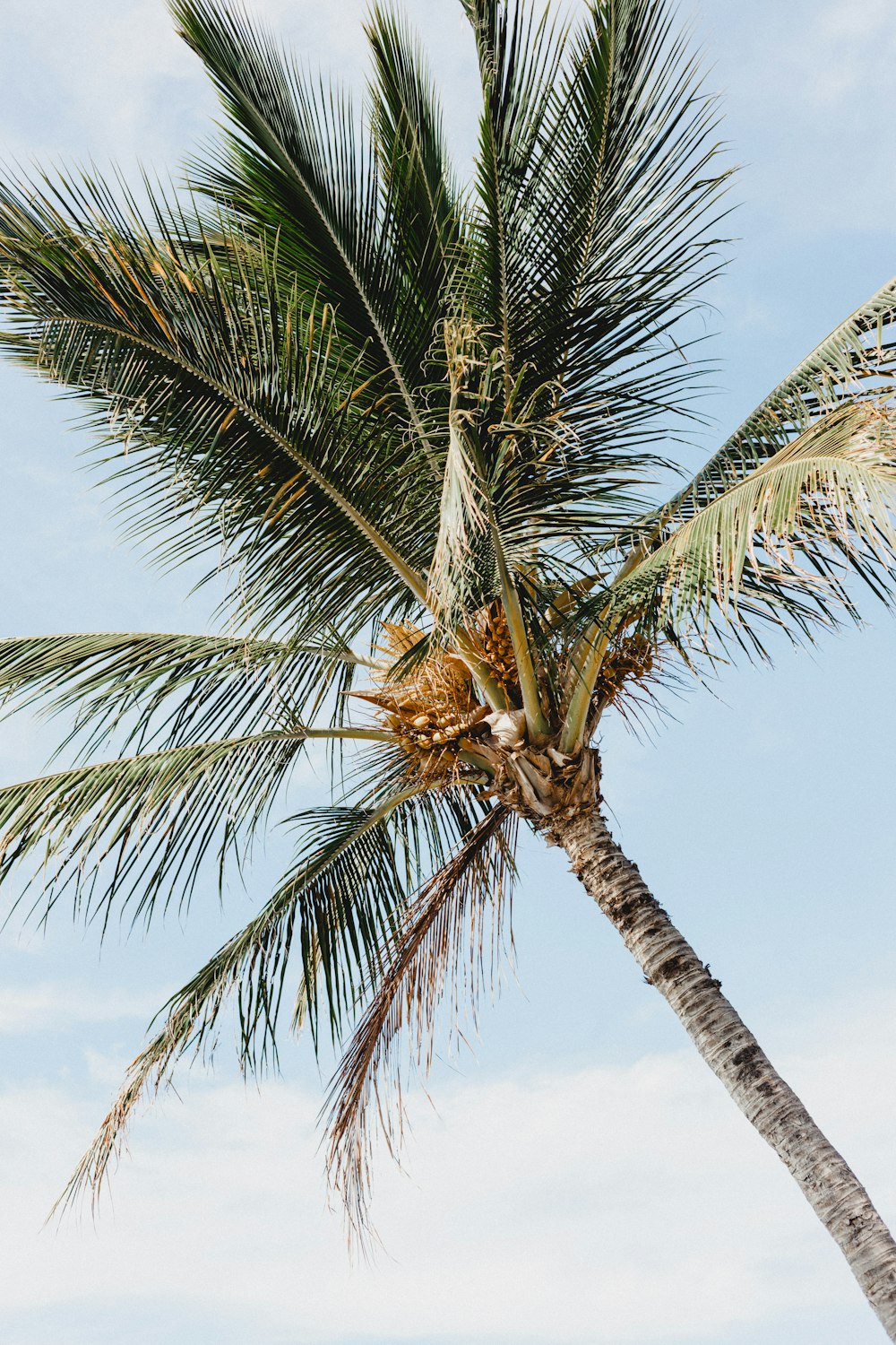 昼間のココナッツの木の写真