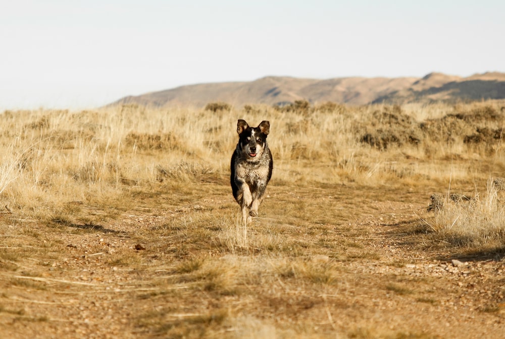 dog running on brown soil