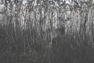 A sturdy deer blind nestled among tall grasses at dawn.
