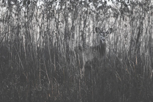 A sturdy deer blind nestled among tall grasses at dawn.