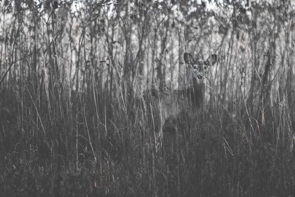 grayscale photography of deer