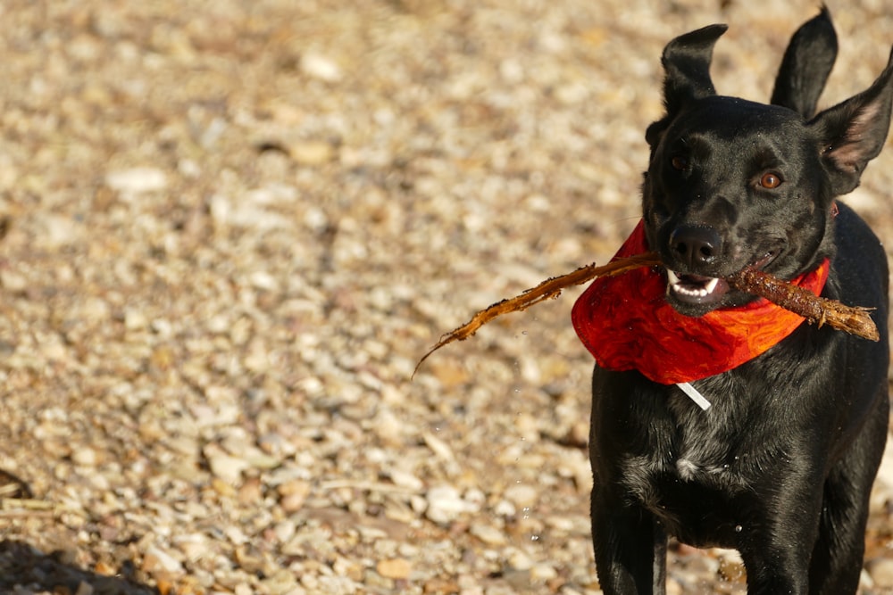 black dog with stick in its mouth