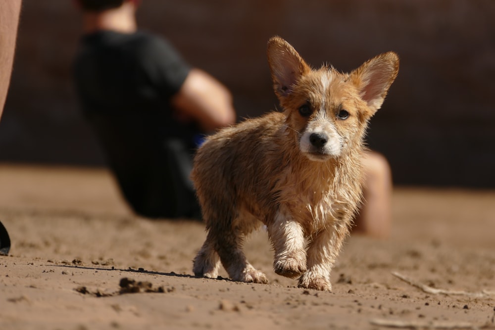 shallow focus photography of wet corgi walking