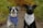 two dogs in blue and white neck scarves