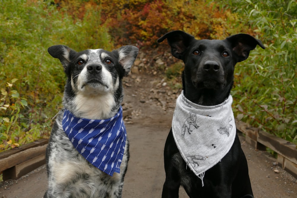 파란색과 흰색 목 스카프를 두른 두 마리의 개