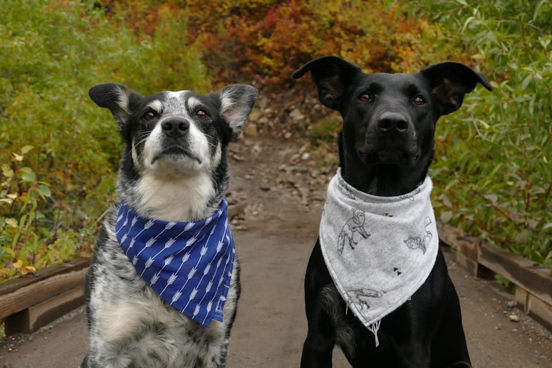 Spring Pet Care Tips for South Jersey: Keeping Your Furry Friends Healthy and Happy