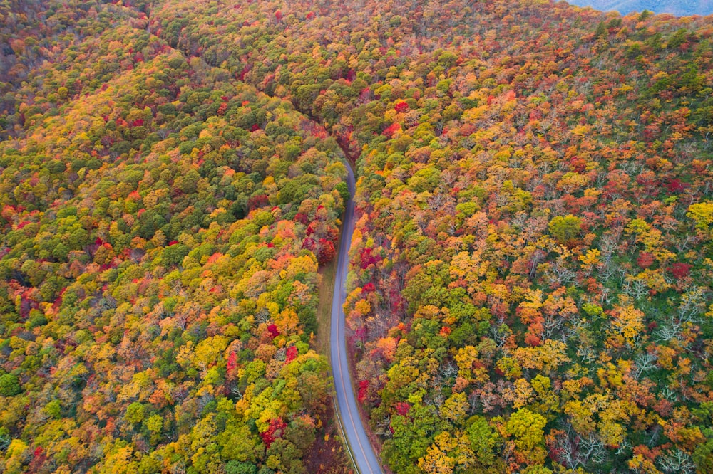 aerial photo of green, red, and yellow leafed trees at daytime