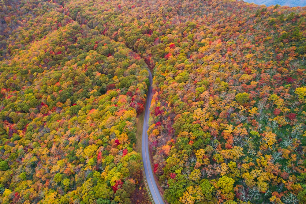 photo aérienne d’arbres à feuilles vertes, rouges et jaunes pendant la journée