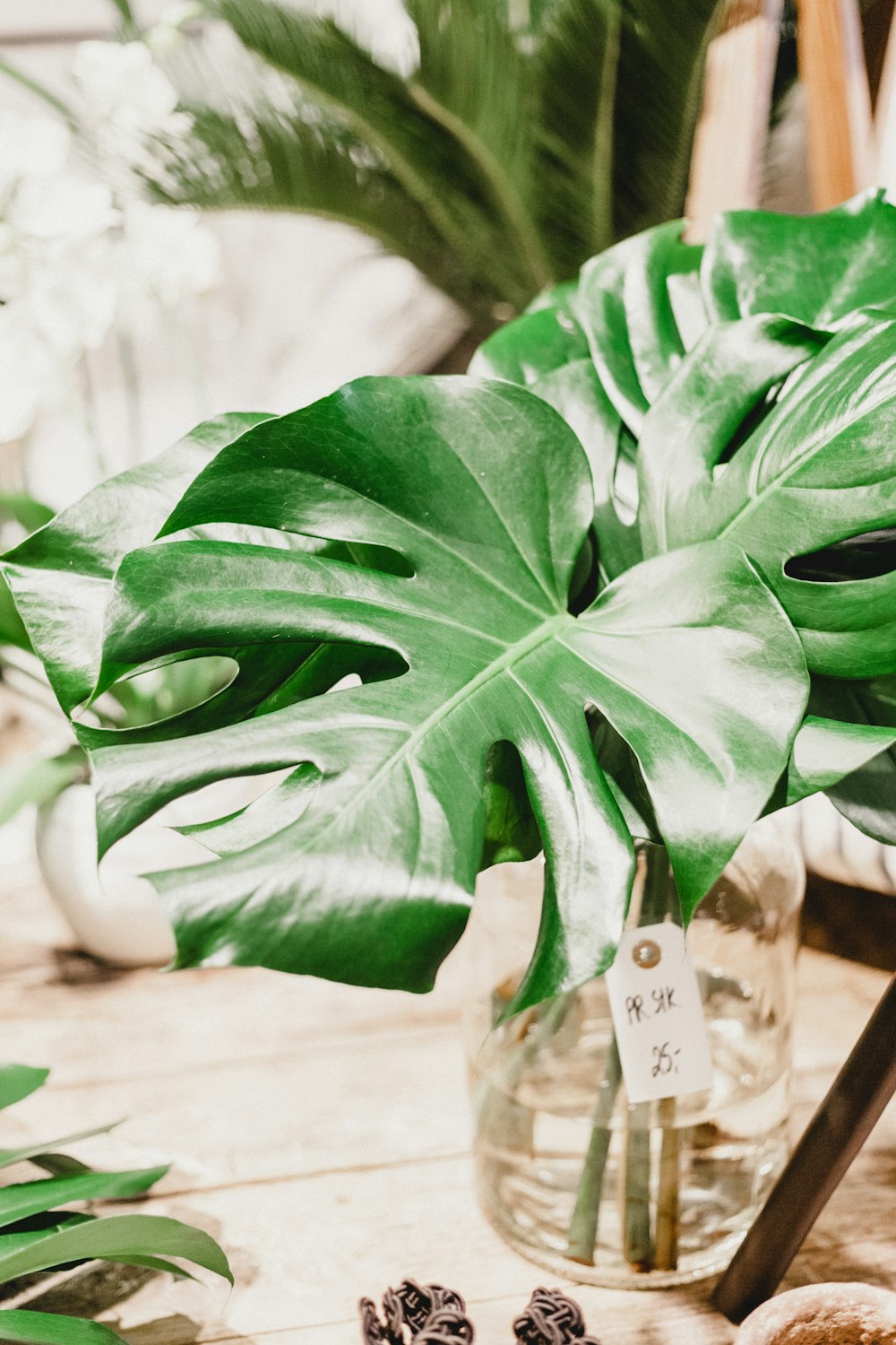 heart-shaped green leaf