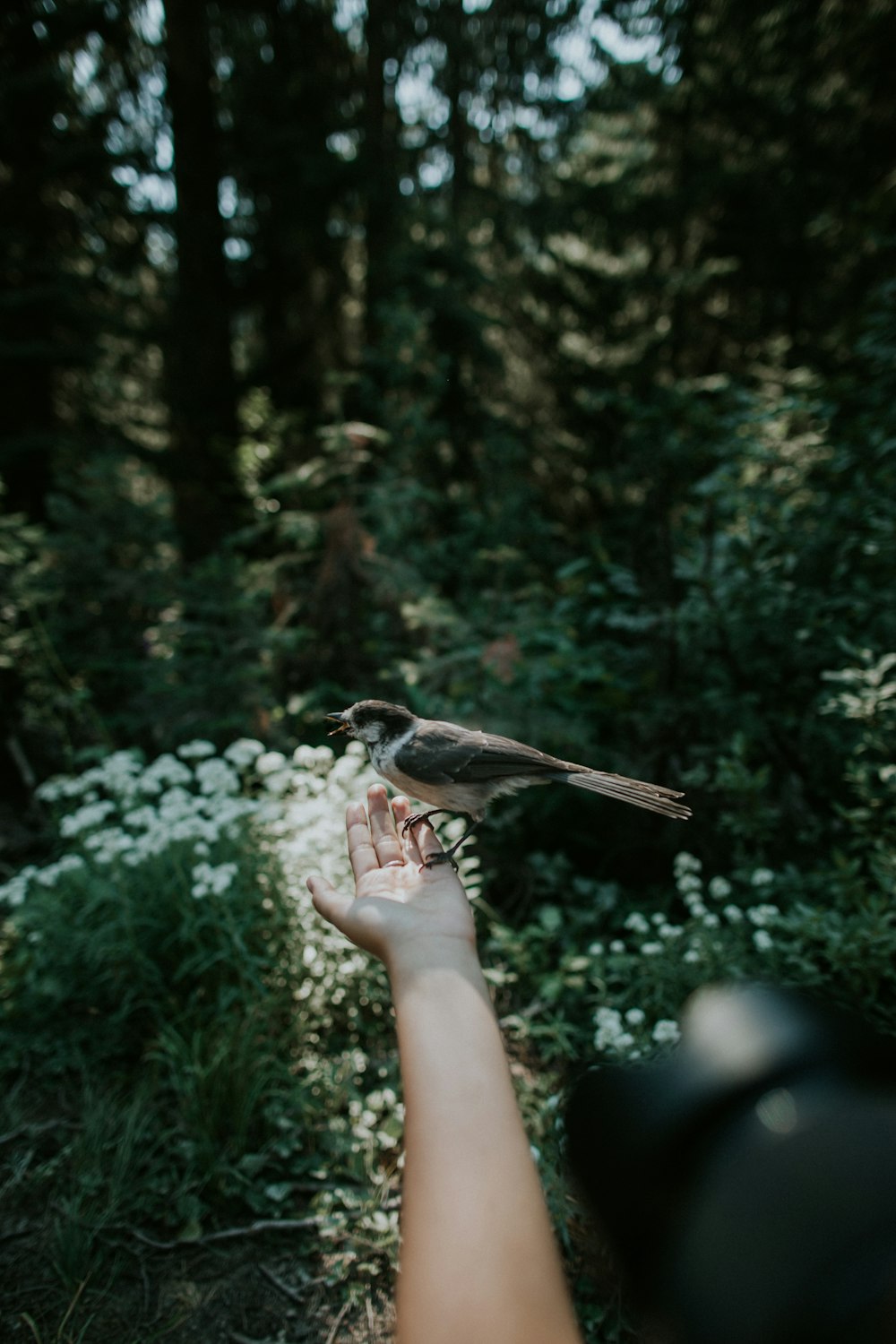 brown bird on person's hand