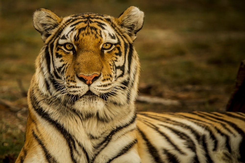 Photographie animalière de tigre couché sur le sol