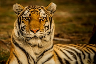 wildlife photography of tiger laying on ground fierce google meet background
