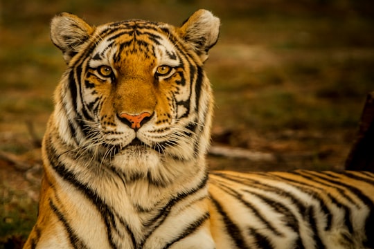 wildlife photography of tiger laying on ground in Denver Zoo United States