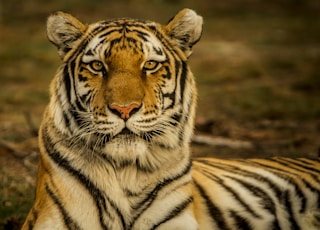 wildlife photography of tiger laying on ground