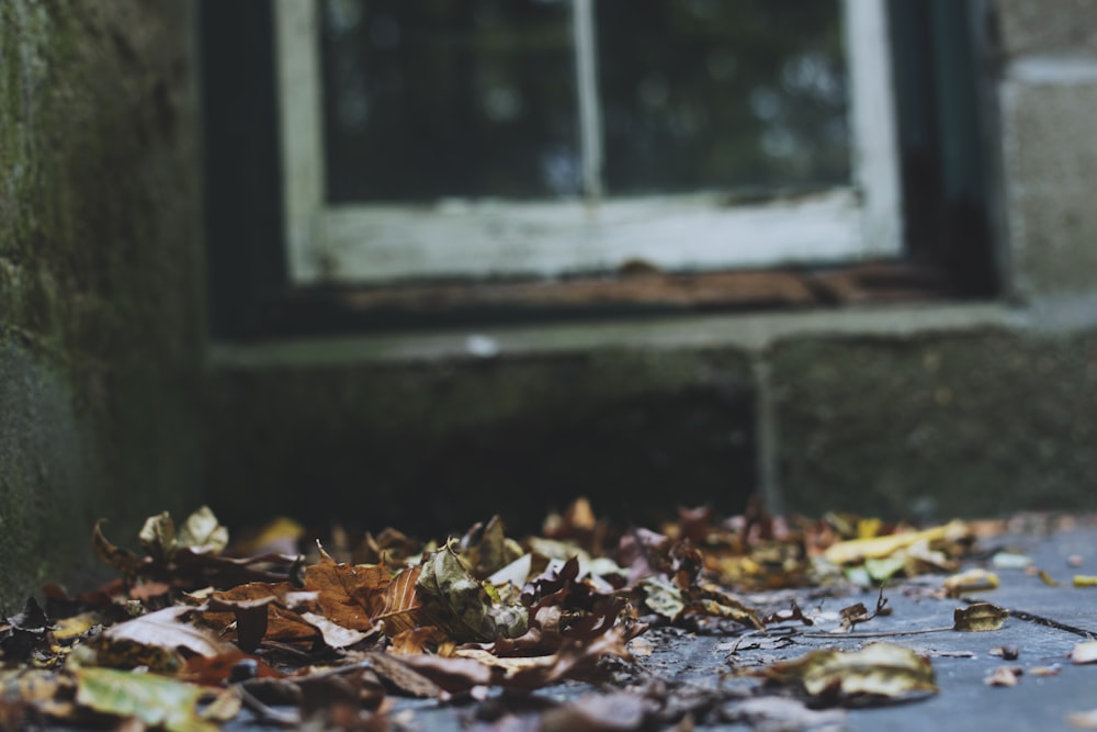 brown leaves near wall