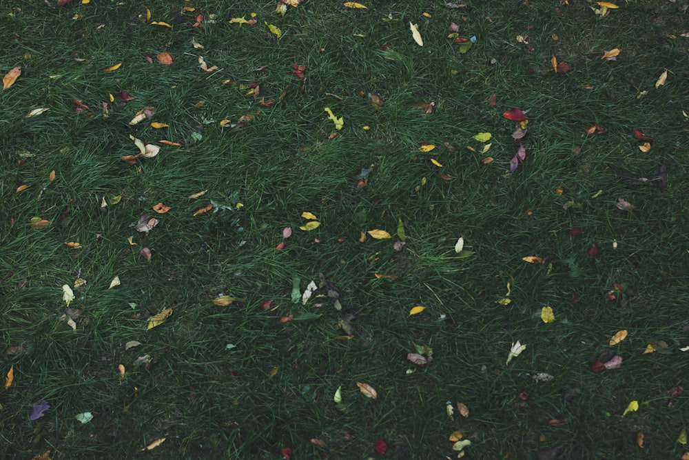 낮에는 푸른 풀밭에 여러 가지 색의 나뭇잎이 있습니다.