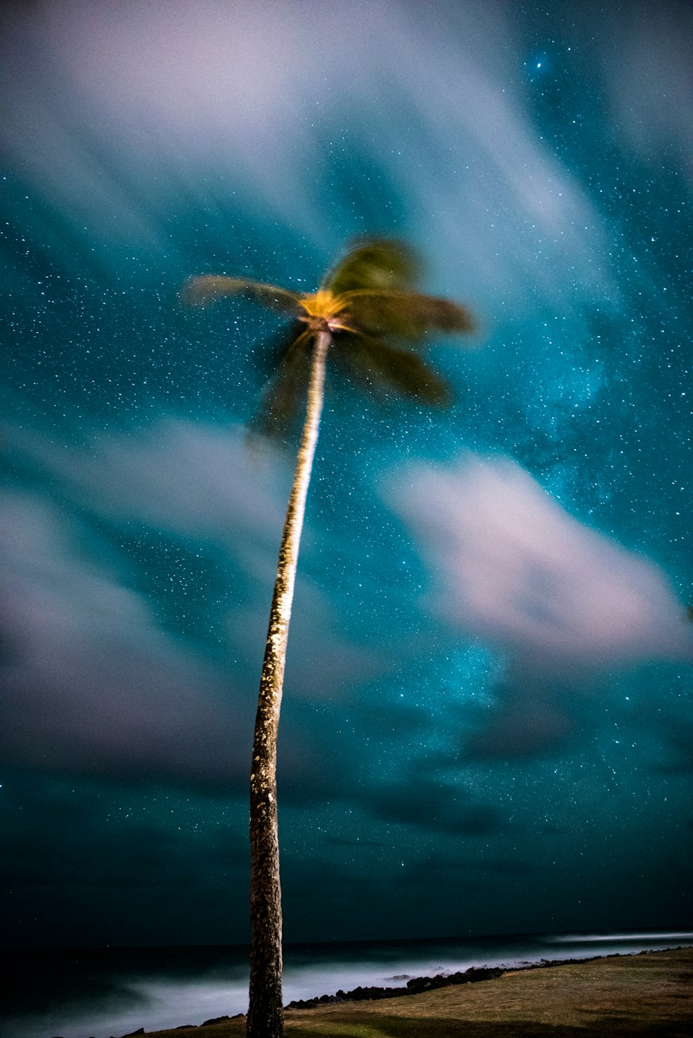 코코넛 나무의 얕은 초점 사진