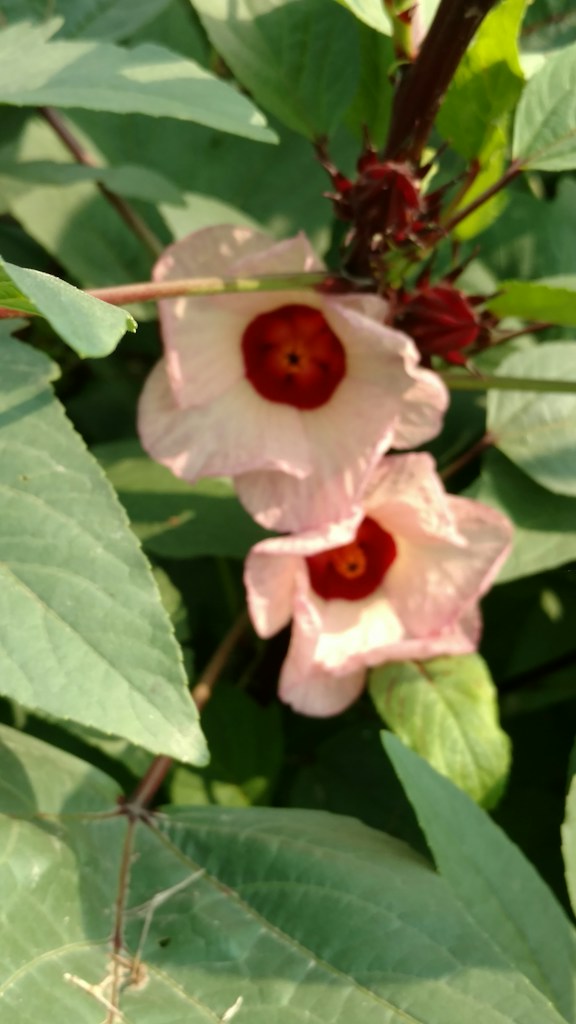 Chá Hibisco Fit