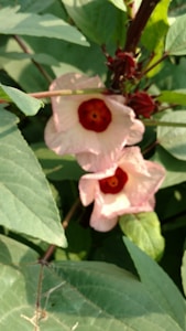 Chá Hibisco Fit