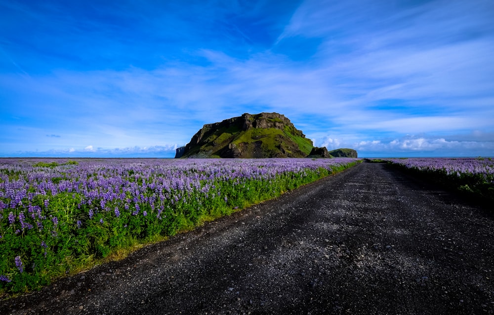 purple petaled flower field near road under blue sky