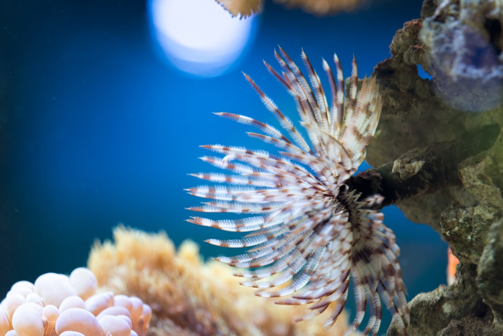 closeup photo of lionfish
