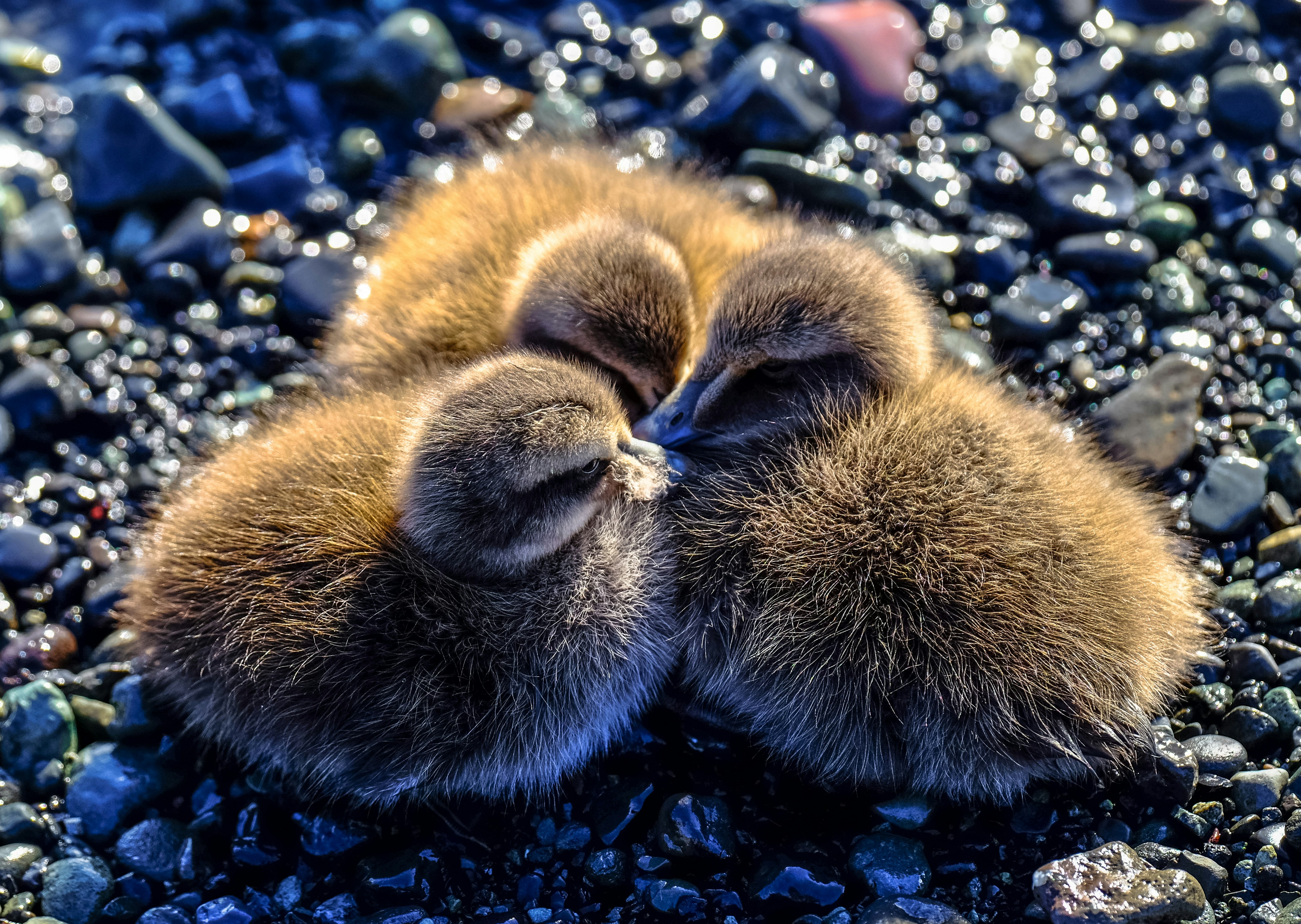 Baby ducks