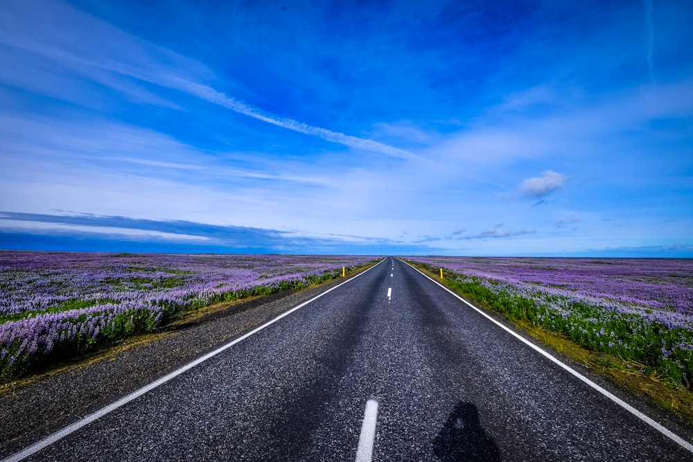紫色の花びらの植物畑の間の空の舗装道路