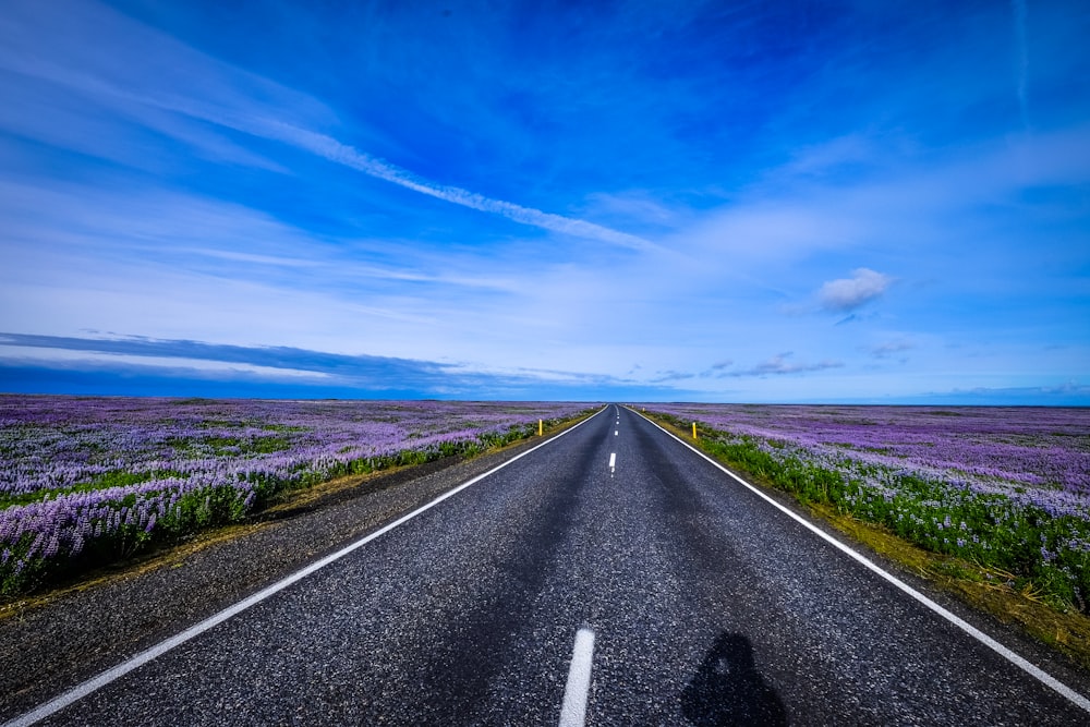 estrada de pavimento vazio entre o campo de plantas de pétalas roxas