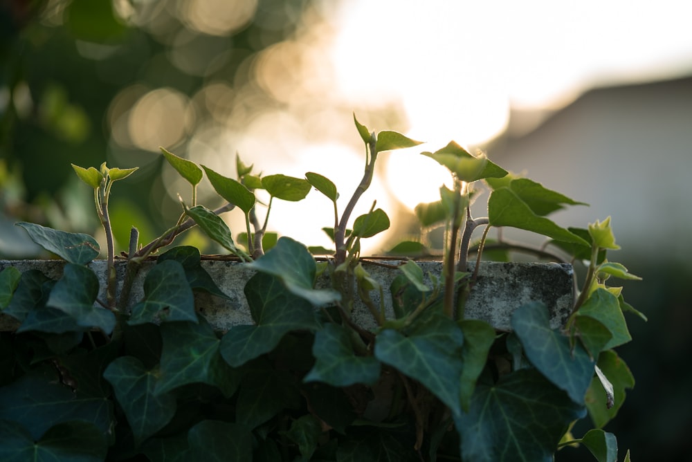 green vines on wall