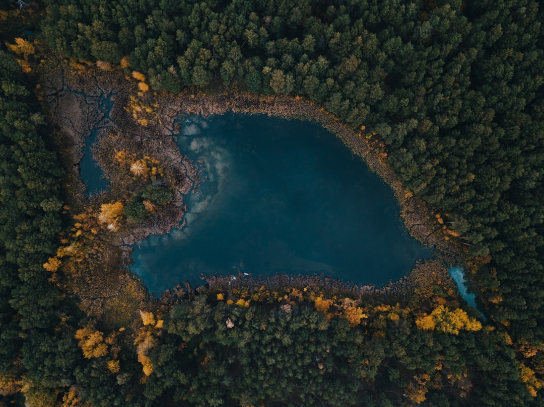 calm body of water surrounded by trees