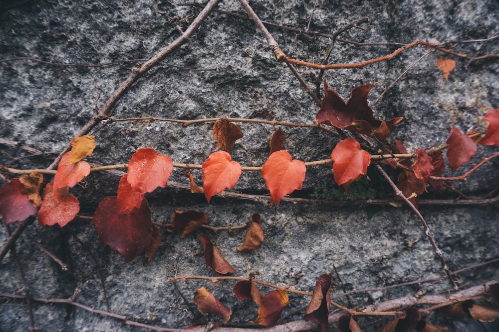 close-up photography of red maple leaves