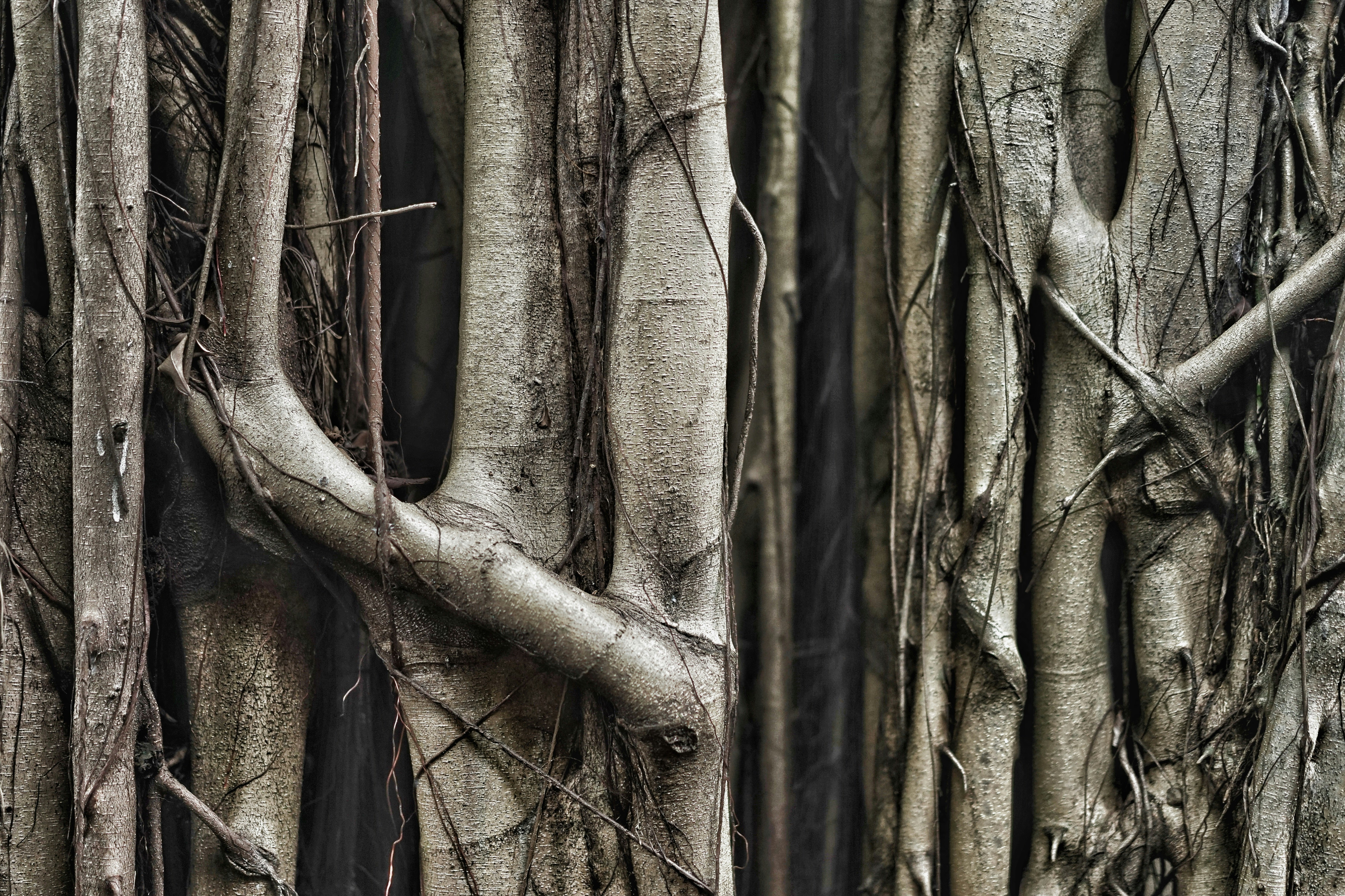 brown tree trunk