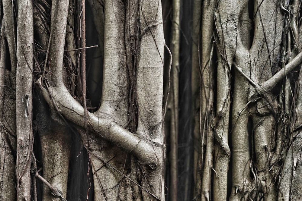 brown tree trunk