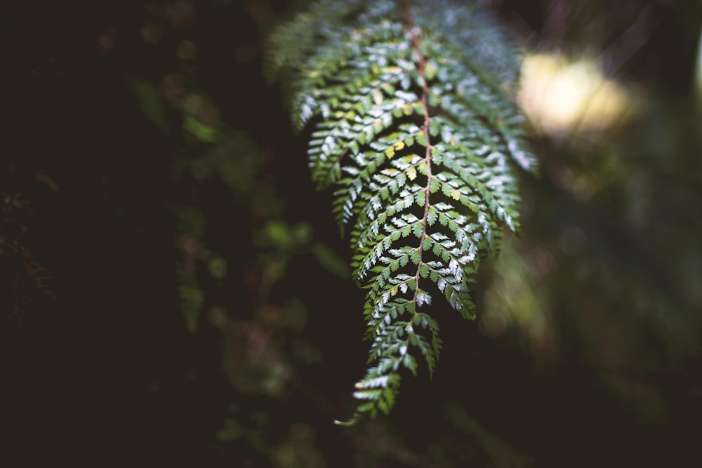 green fern leaf in selective focus photography